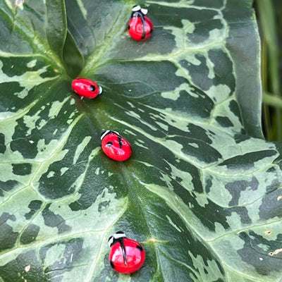 Boucles d’oreilles Coccinelle puces