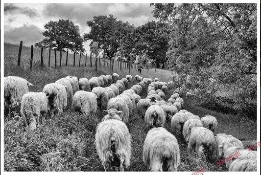 Photographie - BP - #37 Ardiak