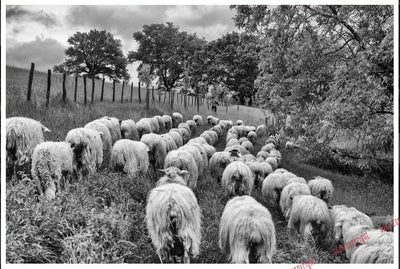 Photographie - BP - #37 Ardiak